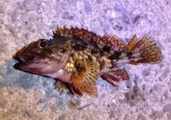 2時間の短期決戦で小島漁港へガシリング釣行…