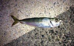 爆風の中小さなアタリでアジ、深日漁港でアジング