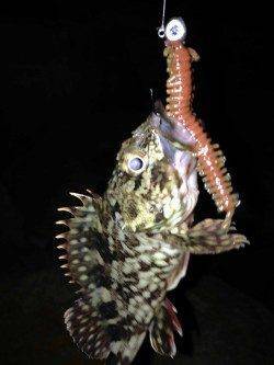 神戸港でのガシリング釣果