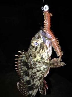 神戸港でのガシリング釣果