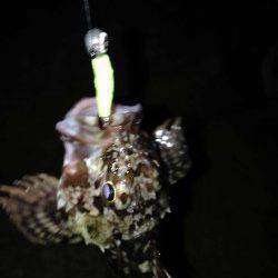 神戸港でのガシリング釣果