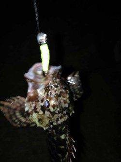 神戸港でのガシリング釣果