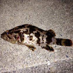 ポーアイでガシリング、ガシラとタケノコメバルの釣果