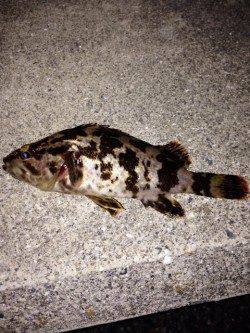 ポーアイでガシリング、ガシラとタケノコメバルの釣果