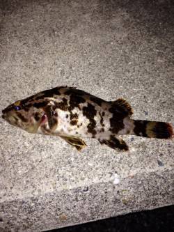 ポーアイでガシリング、ガシラとタケノコメバ…