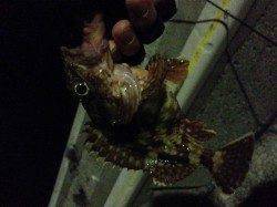 下津周辺の漁港、ガシラ調査