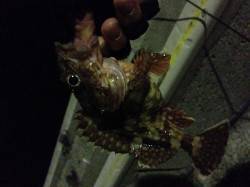 下津周辺の漁港、ガシラ調査