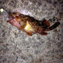 垂水漁港　大潮に期待のガシリング釣行