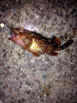 垂水漁港　大潮に期待のガシリング釣行