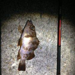 垂水でメバリング、アフターから少しずつ回復？