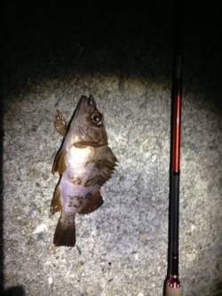 垂水でメバリング、アフターから少しずつ回復…