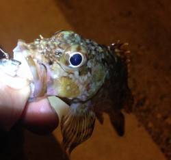 風緩み始めアジに期待しましたが・・・ボトム…