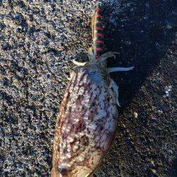 雑賀崎でエギング、一時間でコウイカ4ハイゲット！