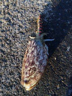 雑賀崎でエギング、一時間でコウイカ4ハイゲット！