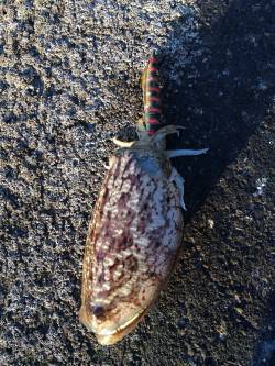 雑賀崎でエギング、一時間でコウイカ4ハイゲ…