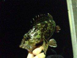 下津付近でガシラ狙い