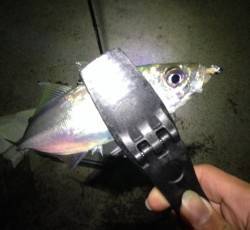 田辺でアジング〜縦のアクションに反応あり