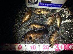 プラグOnlyでメバリング♪ 数投ごとに当たりが連発！