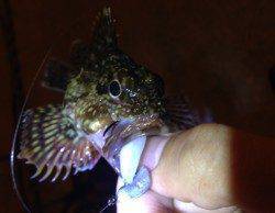 2時間の短期決戦で小島漁港へガシリング釣行