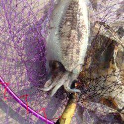 雑賀崎　雨上がりのエギング釣行でコウイカがヒット