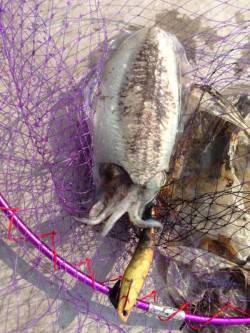 雑賀崎　雨上がりのエギング釣行でコウイカが…