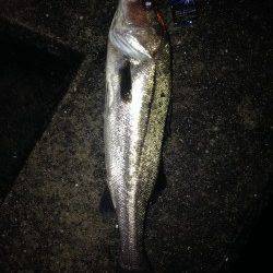 エラ洗いでバラし2連発の後に72cm! 淀川シーバス