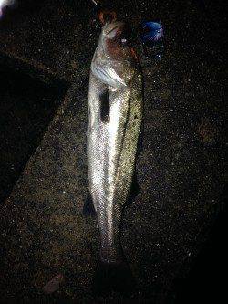 エラ洗いでバラし2連発の後に72cm! 淀川シーバス