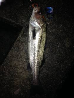 エラ洗いでバラし2連発の後に72cm！ 淀…