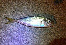 深日漁港のアジングでアジとメバルが釣れました♪