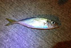 深日漁港のアジングでアジとメバルが釣れまし…