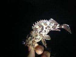 三尾川漁港メバル狙いで攻めるも・・・・