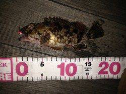 ポカポカ陽気一転極寒の釣り、ガシラでボーズは免れました