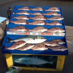 マリーナシティ海洋釣り堀、ブリ1尾にマダイ大漁♪