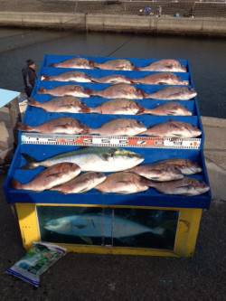 マリーナシティ海洋釣り堀、ブリ1尾にマダイ…