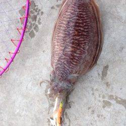 雑賀崎でエギング、コウイカ2ハイ釣れました！