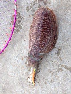 雑賀崎でエギング、コウイカ2ハイ釣れました！