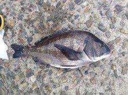 谷川漁港、風・波が強い中でのフカセチヌ釣り