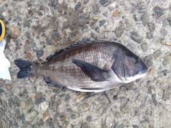 谷川漁港、風・波が強い中でのフカセチヌ釣り…