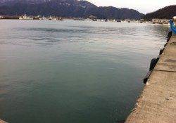 小浜港のメバリング、ボイルにキャストで10回ヒット1匹ゲット