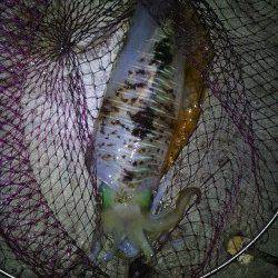 ヤエンでアオリイカ1.4kg筆頭に8ハイ！