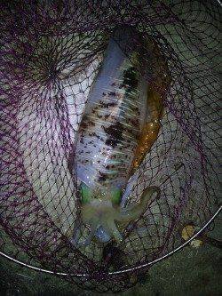 ヤエンでアオリイカ1.4kg筆頭に8ハイ！