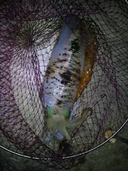 ヤエンでアオリイカ1.4kg筆頭に8ハイ！…