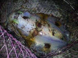 1kgを筆頭にアオリ9ハイ〜白浜でのヤエン釣り