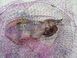 白浜周辺のヤエン釣りでアオリイカ〜1250g3バイ