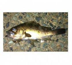 小浜港のメバリング、ボイルにキャストで10回ヒット1匹ゲット