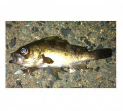 小浜港のメバリング、ボイルにキャストで10…