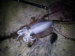 朝来帰周辺の地磯にてヤエンでアオリイカ