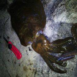 ヤエンでアオリイカ1.4kg筆頭に8ハイ！