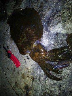 ヤエンでアオリイカ1.4kg筆頭に8ハイ！