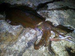 1kgを筆頭にアオリ9ハイ〜白浜でのヤエン釣り